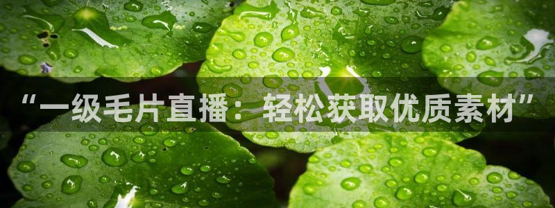 雨燕直播体育免费直播篮球：“一级毛片直播：轻松获取优质素材”